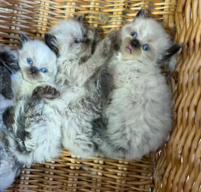 CHATON HIMALAYEN - Photo 2