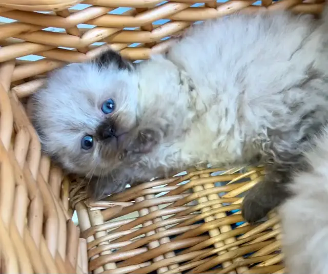 CHATON HIMALAYEN - Photo 3