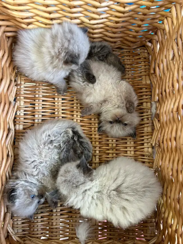 CHATON HIMALAYEN - Photo 4