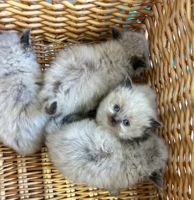 CHATON HIMALAYEN - Photo 5