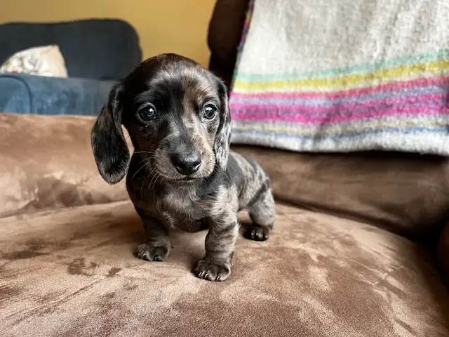 Miniature Dachshund Puppies