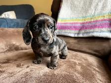 Miniature Dachshund Puppies