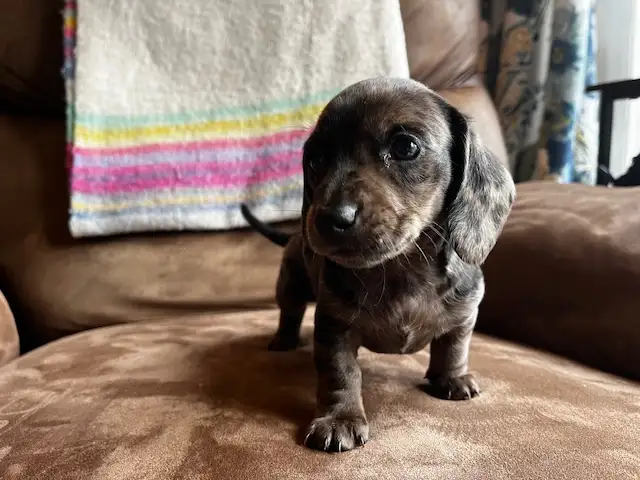 Miniature Dachshund Puppies - Photo 2