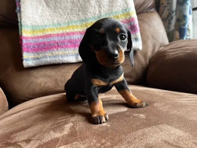 Miniature Dachshund Puppies - Photo 3