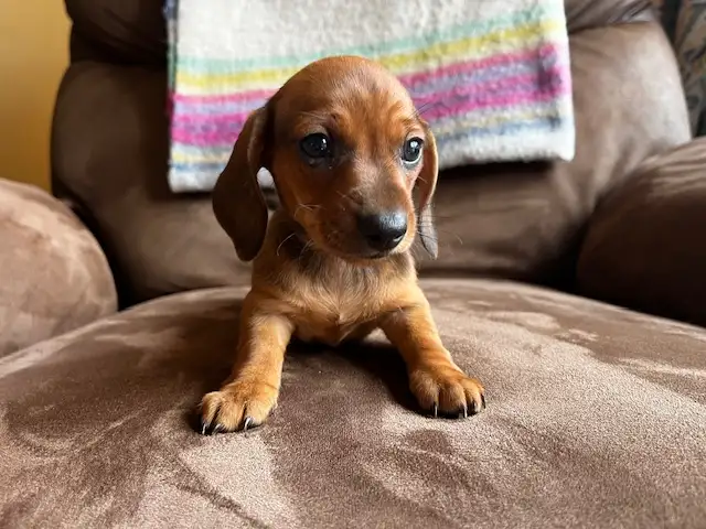 Miniature Dachshund Puppies - Photo 5