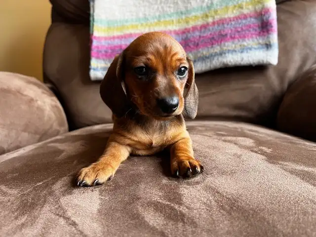 Miniature Dachshund Puppies - Photo 6