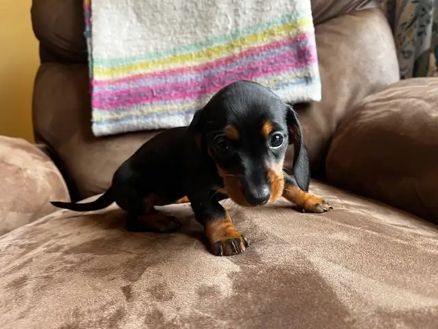 Miniature Dachshund Puppies - Photo 7
