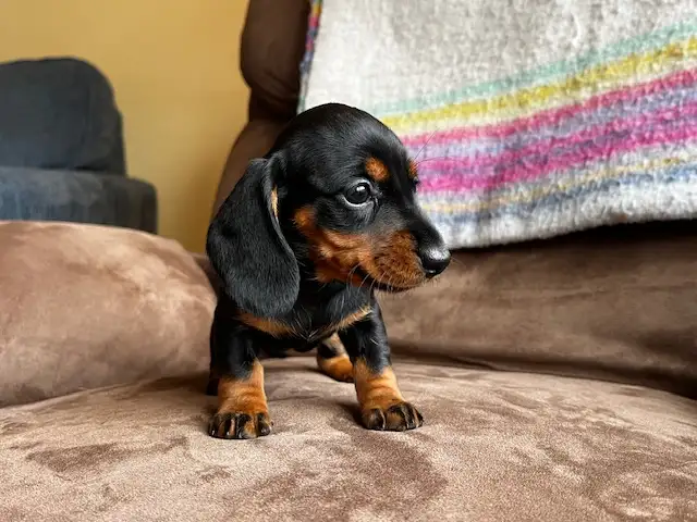 Miniature Dachshund Puppies - Photo 8