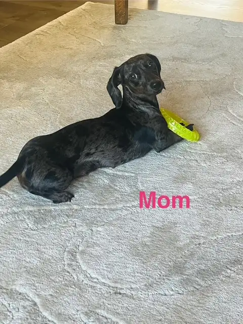 Miniature Dachshund Puppies - Photo 9