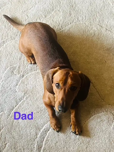 Miniature Dachshund Puppies - Photo 10