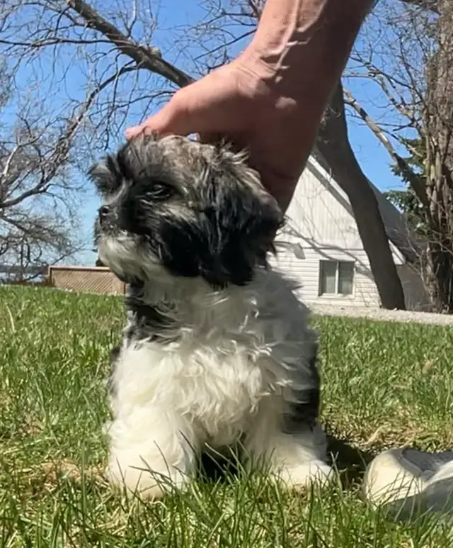 Tiny male pup, ShihTzu/Long hair Chihuahua