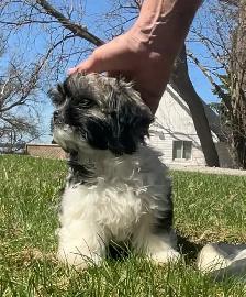 Tiny male pup, ShihTzu/Long hair Chihuahua