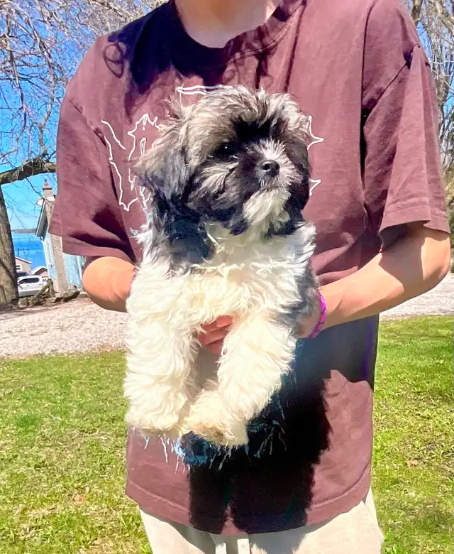 Tiny male pup, ShihTzu/Long hair Chihuahua - Photo 2