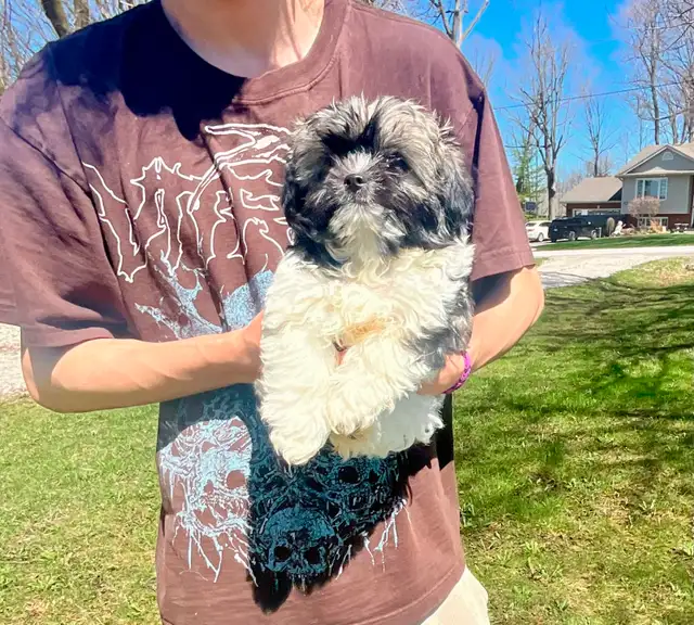 Tiny male pup, ShihTzu/Long hair Chihuahua - Photo 3