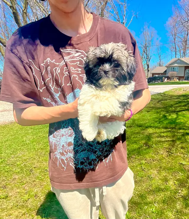 Tiny male pup, ShihTzu/Long hair Chihuahua - Photo 4