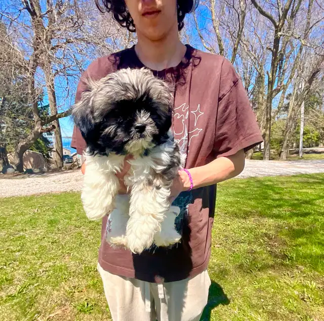 Tiny male pup, ShihTzu/Long hair Chihuahua - Photo 5