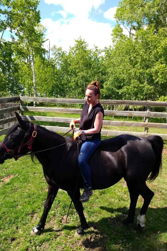 Pure  Egyptian Arabian Mare for Sale