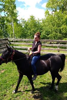 Pure  Egyptian Arabian Mare for Sale