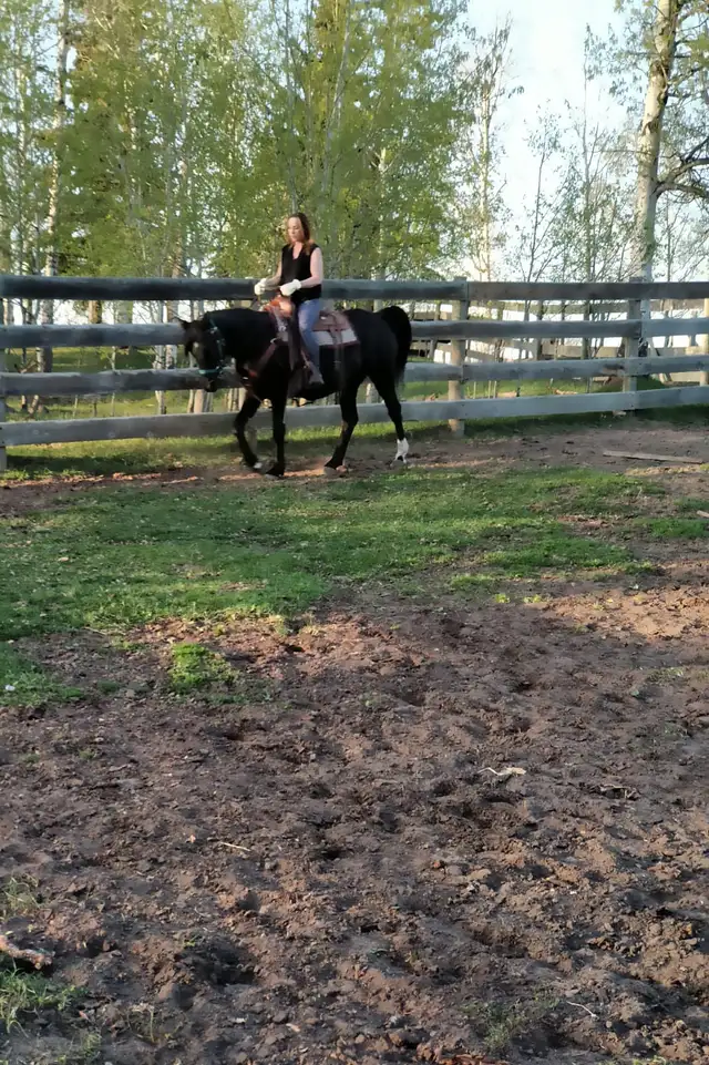 Pure  Egyptian Arabian Mare for Sale - Photo 2