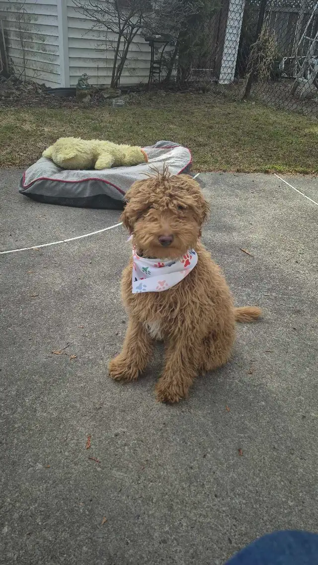 CHIOT Goldendoodle (max 25 lb adulte)