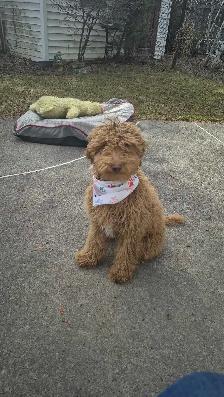 CHIOT Goldendoodle (max 25 lb adulte)