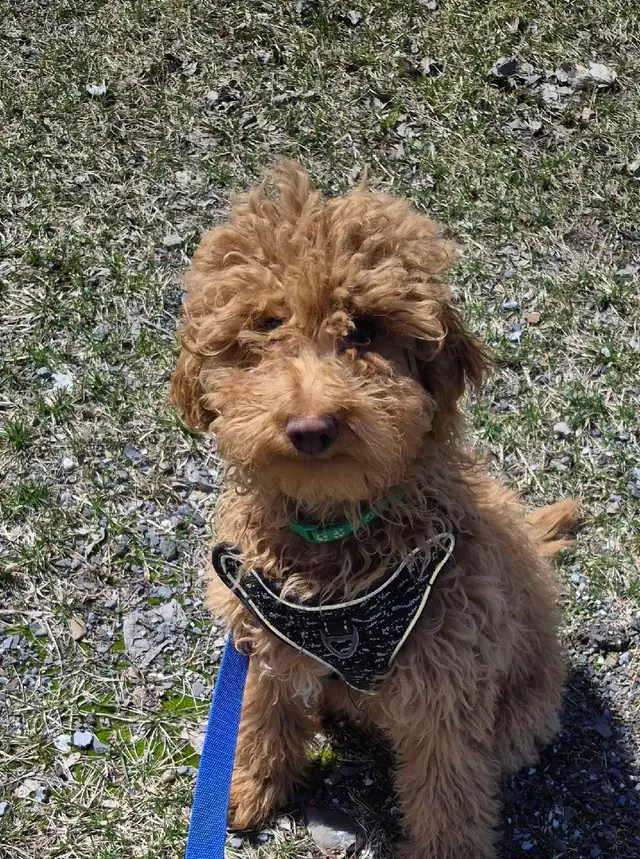 CHIOT Goldendoodle (max 25 lb adulte) - Photo 2