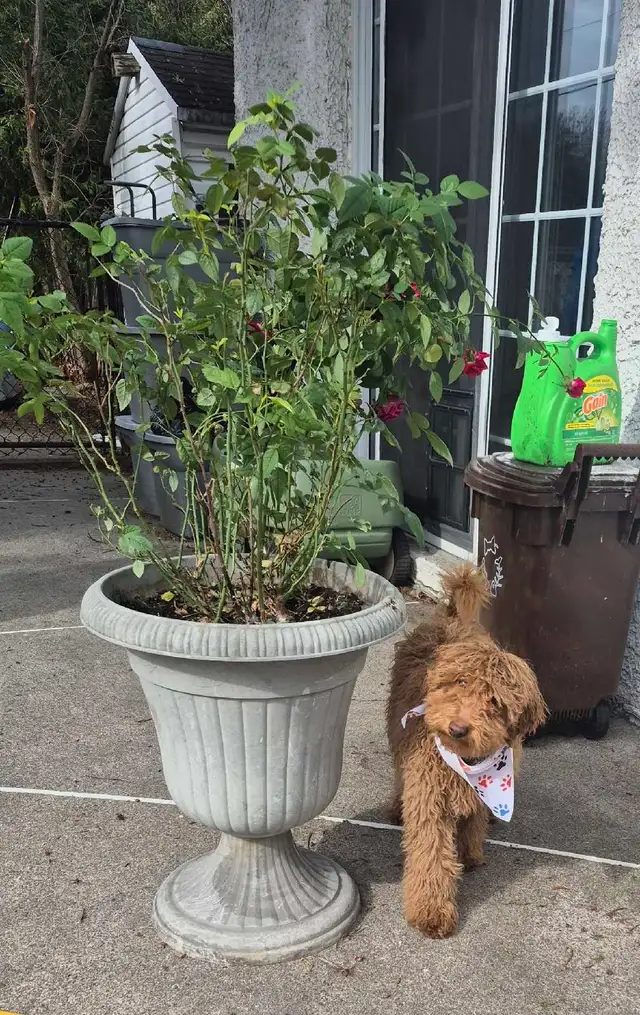 CHIOT Goldendoodle (max 25 lb adulte) - Photo 3