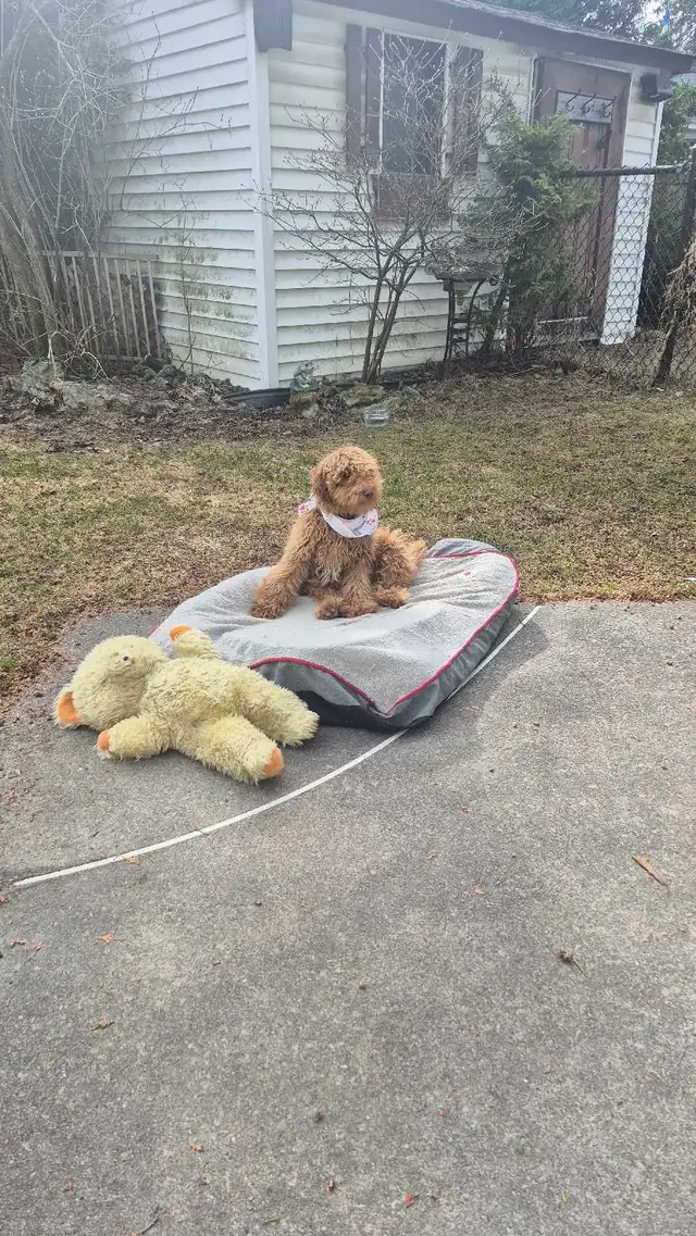 CHIOT Goldendoodle (max 25 lb adulte) - Photo 4