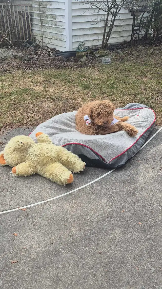 CHIOT Goldendoodle (max 25 lb adulte) - Photo 5