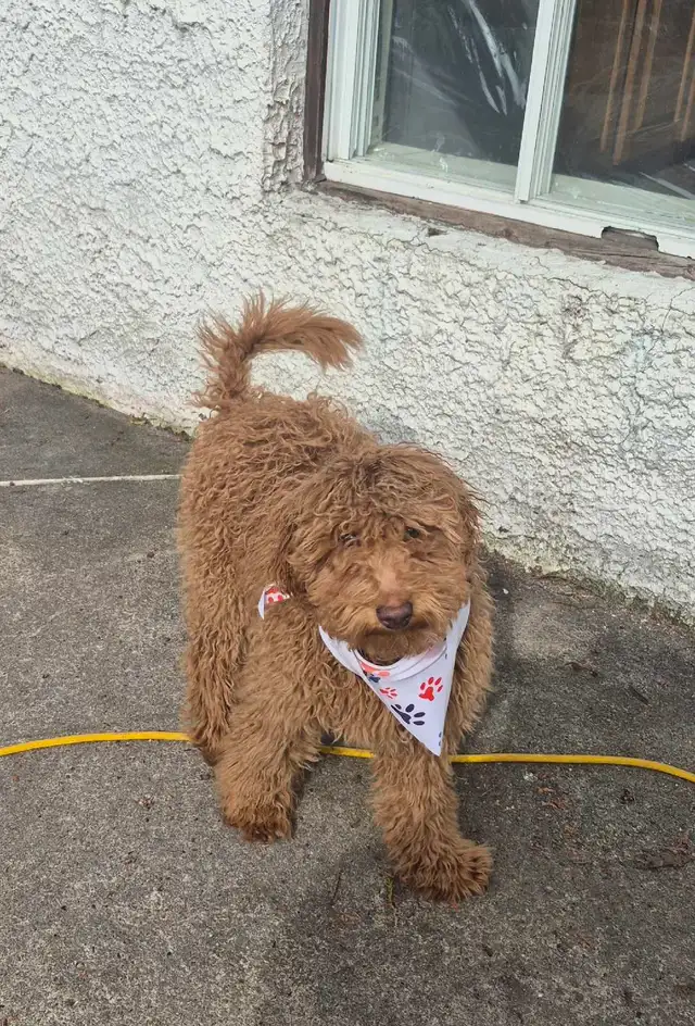 CHIOT Goldendoodle (max 25 lb adulte) - Photo 6