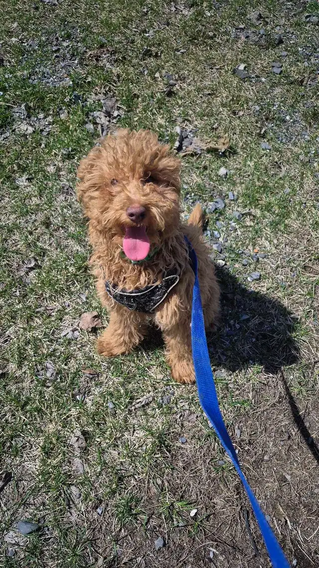 CHIOT Goldendoodle (max 25 lb adulte) - Photo 7