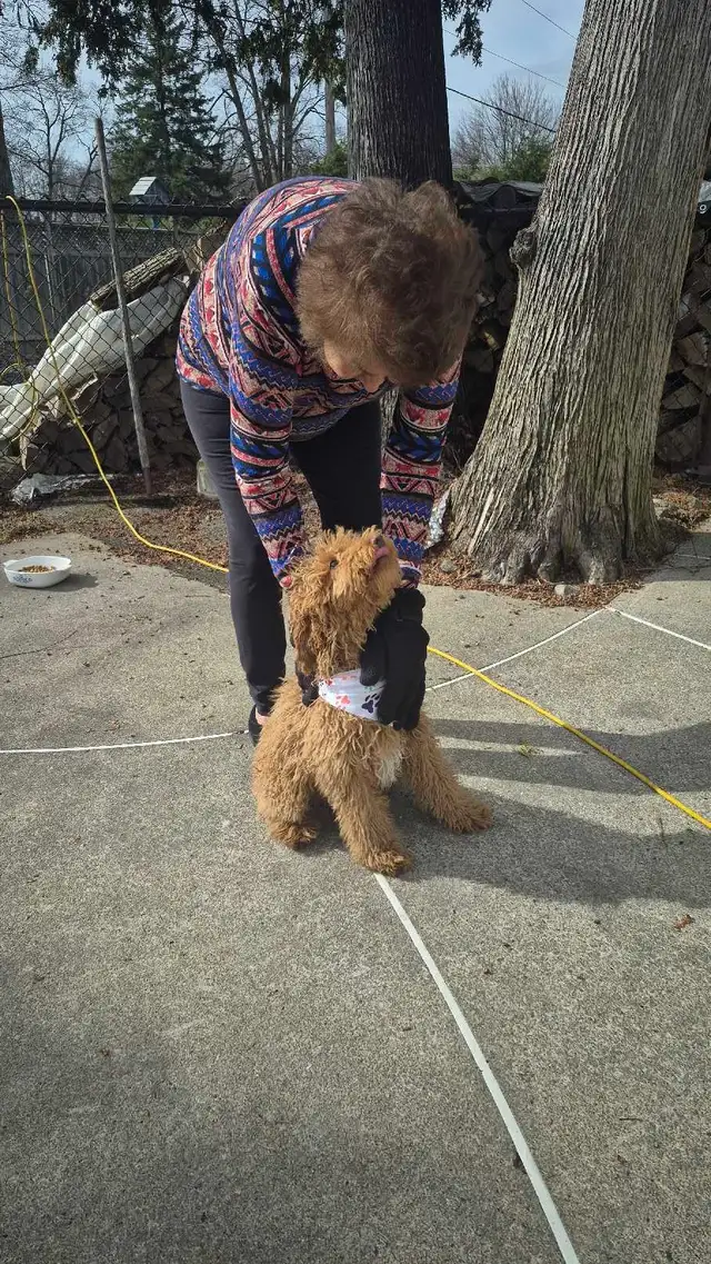 CHIOT Goldendoodle (max 25 lb adulte) - Photo 8