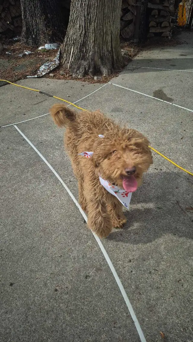 CHIOT Goldendoodle (max 25 lb adulte) - Photo 9