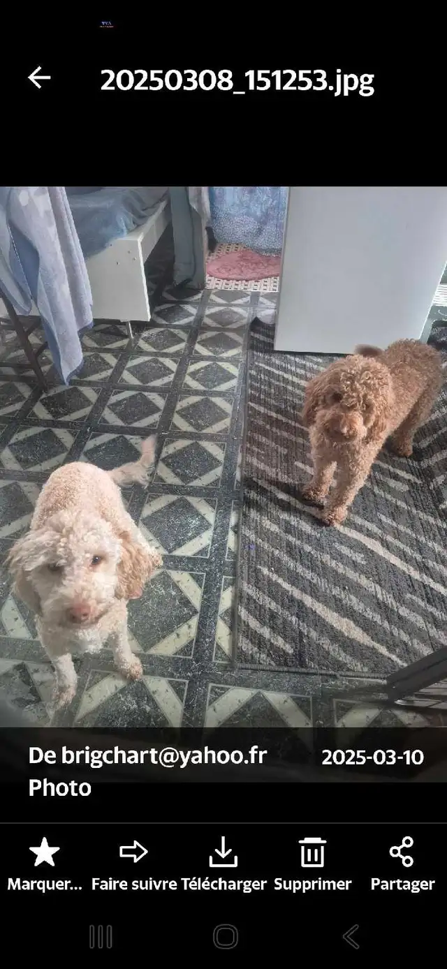 CHIOT Goldendoodle (max 25 lb adulte) - Photo 10