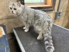 British Shorthair  Male