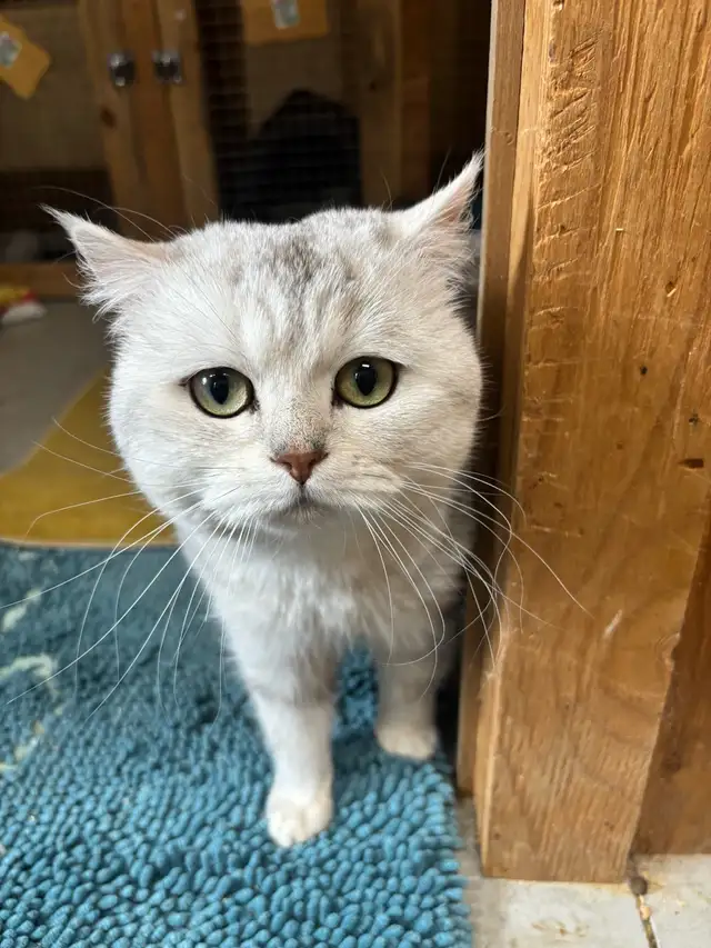 British Shorthair  Male - Photo 2