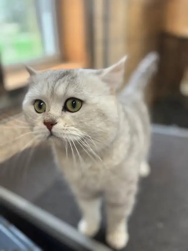 British Shorthair  Male - Photo 3