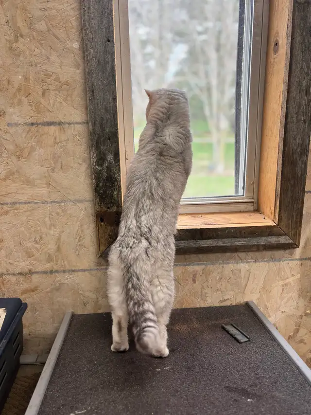 British Shorthair  Male - Photo 4