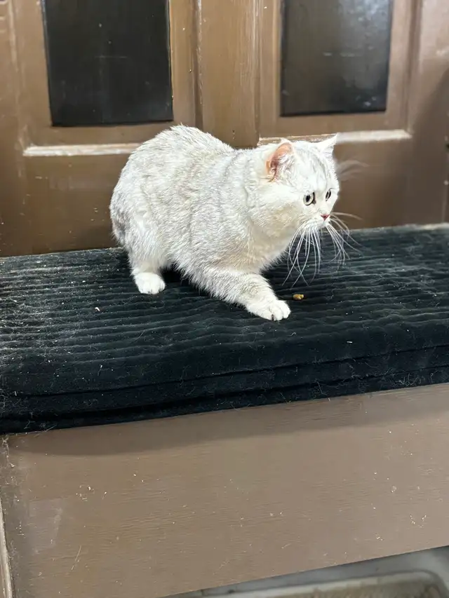 British Shorthair  Male - Photo 5