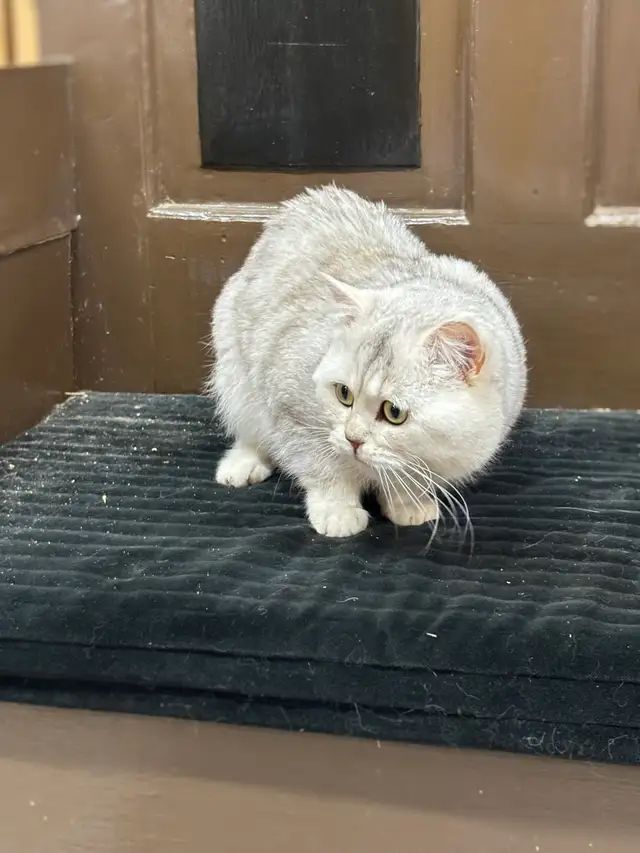 British Shorthair  Male - Photo 6