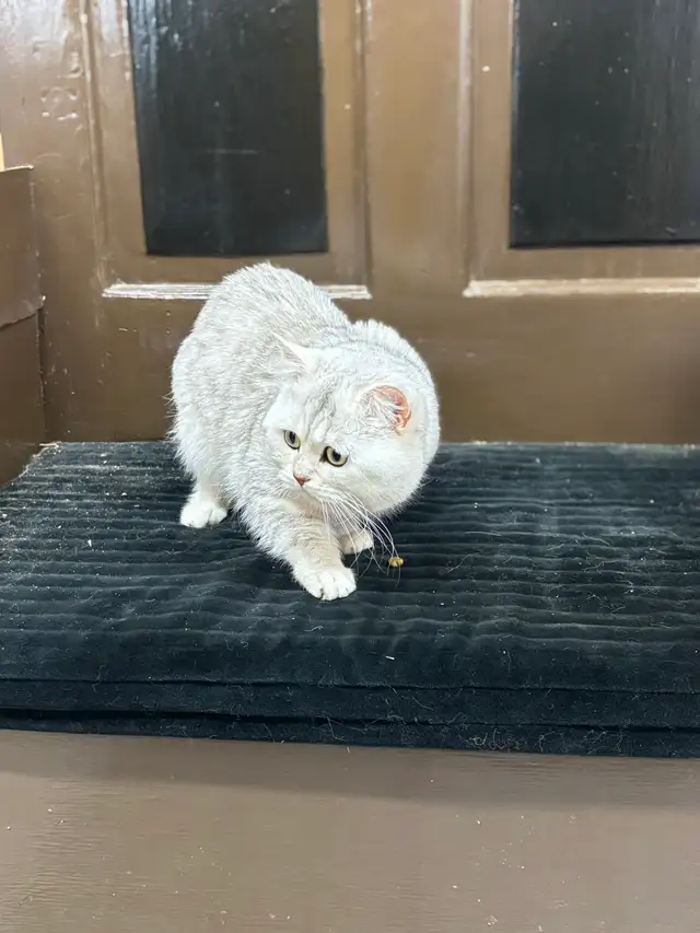 British Shorthair  Male - Photo 7