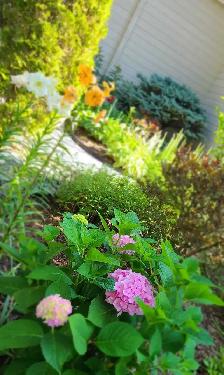 PRIVATE GARDENER (and florist)