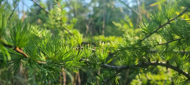PRIVATE GARDENER (and florist) - Photo 3
