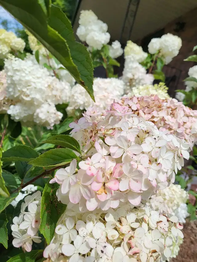 PRIVATE GARDENER (and florist) - Photo 9