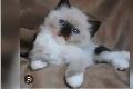 GORGEOUS BICOLOR WHITE-MITTED BABY RAGDOLLS!! - Photo 2
