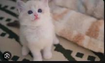GORGEOUS BICOLOR WHITE-MITTED BABY RAGDOLLS!! - Photo 3