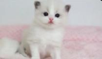 GORGEOUS BICOLOR WHITE-MITTED BABY RAGDOLLS!! - Photo 5