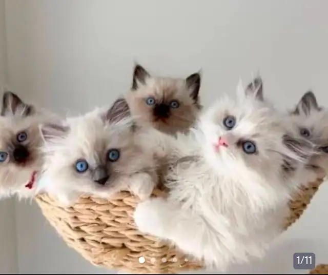 GORGEOUS BICOLOR WHITE-MITTED BABY RAGDOLLS!! - Photo 6
