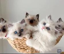 GORGEOUS BICOLOR WHITE-MITTED BABY RAGDOLLS!! - Photo 6