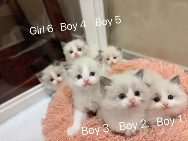 (Video) Dark blue eyes ragdoll kittens